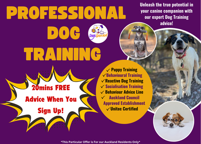 True companion hot sale dog training